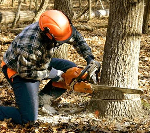 Tree Removal in Hortense, GA